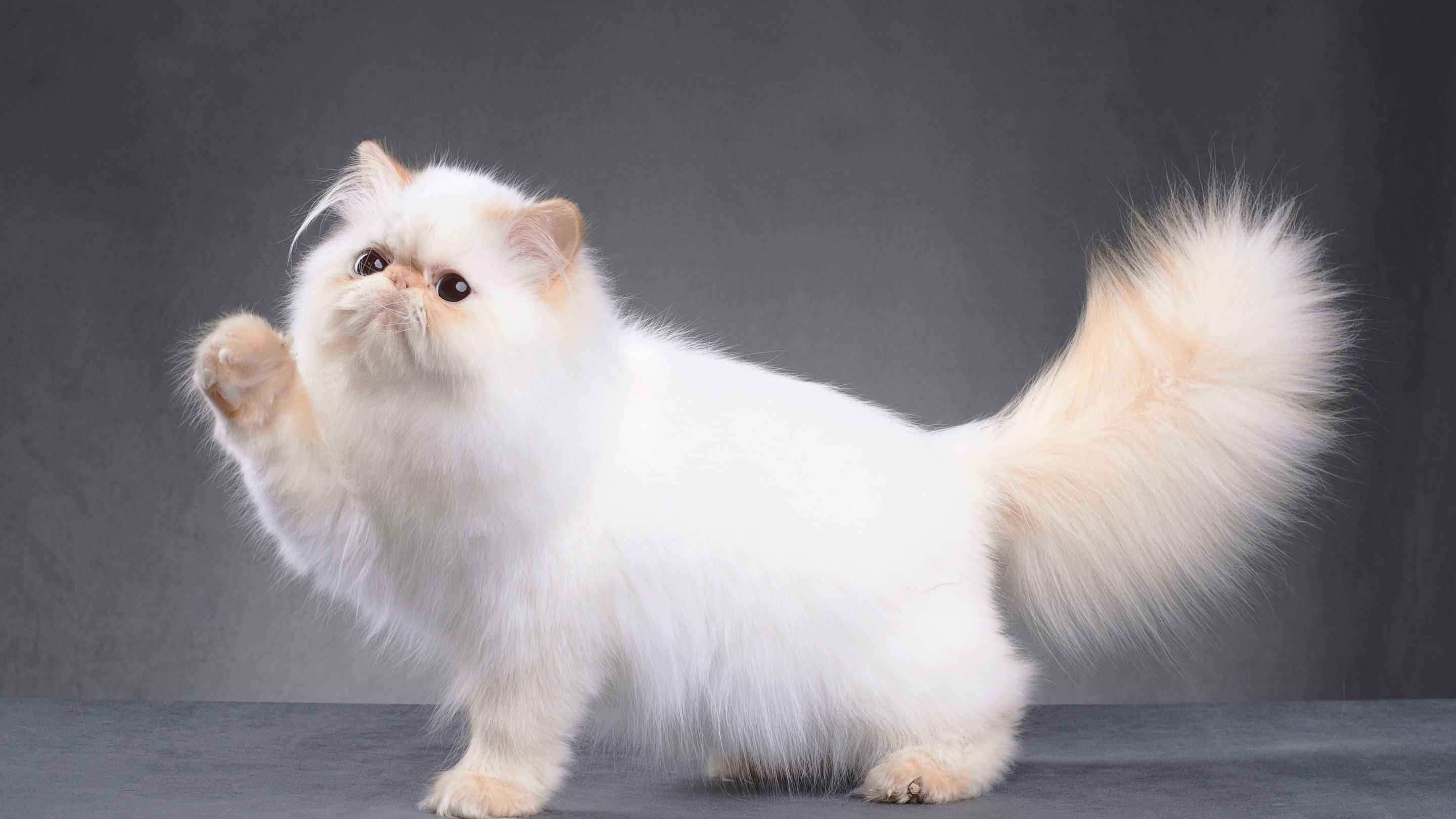 Sejarah Kucing Persia, Ras Kuno yang Jadi Simbol Kecantikan di Dunia